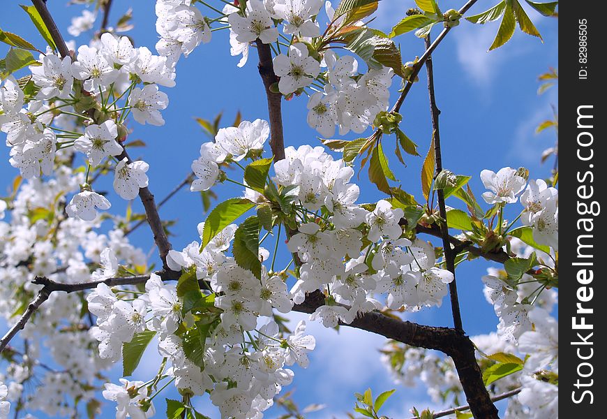 White cherry blossom blooms on branch against blue sky. White cherry blossom blooms on branch against blue sky.