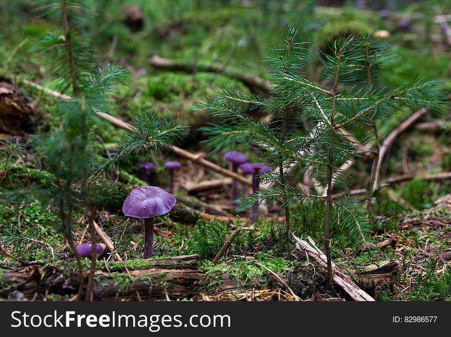 Purple Mushrooms on Ground