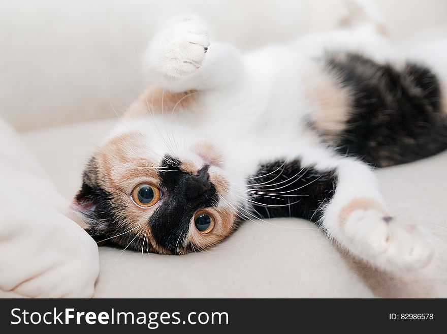 Portrait of black and white kitten