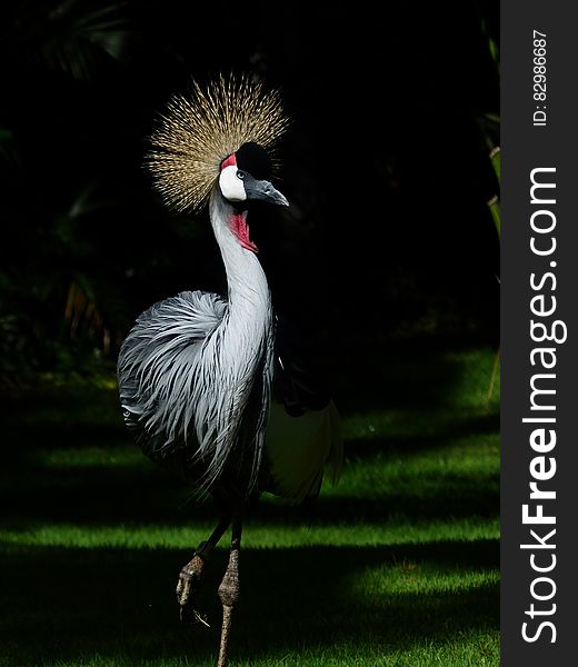 Gold crested crane standing in green grassy field on sunny day. Gold crested crane standing in green grassy field on sunny day.