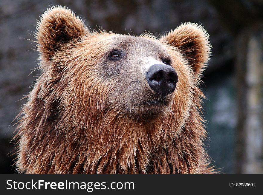Close up face of brown bear on sunny day.