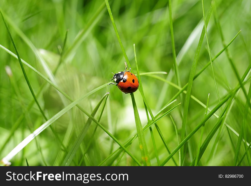 Close up of red and black ladybug on green blades of grass in sunny field. Close up of red and black ladybug on green blades of grass in sunny field.
