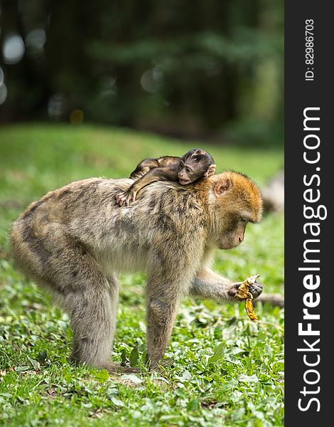 Black Baby Monkey on Top of Brown Monkey Standing on Green Grass