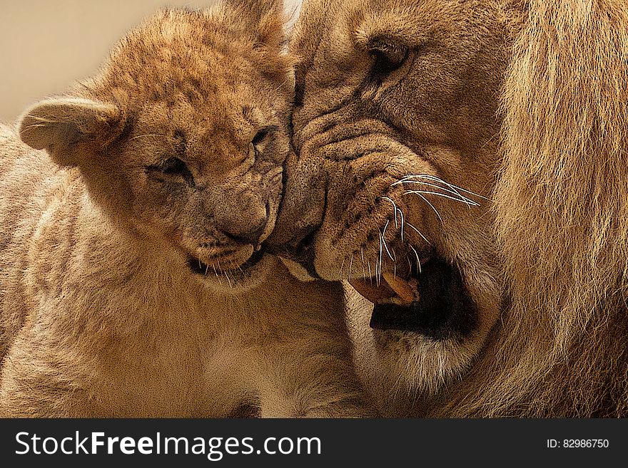 Adult Lion Playing With Lion Cub