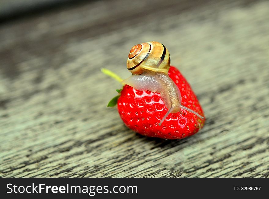 Close up of snail on red ripe strawberry on wooden board. Close up of snail on red ripe strawberry on wooden board.