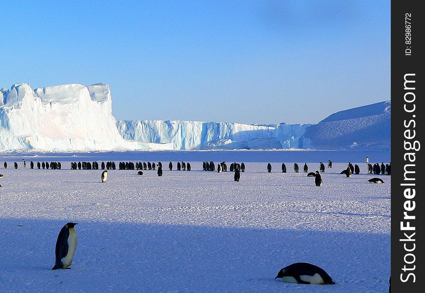 Emperor penguins on ice pack in Antarctica on sunny day. Emperor penguins on ice pack in Antarctica on sunny day.