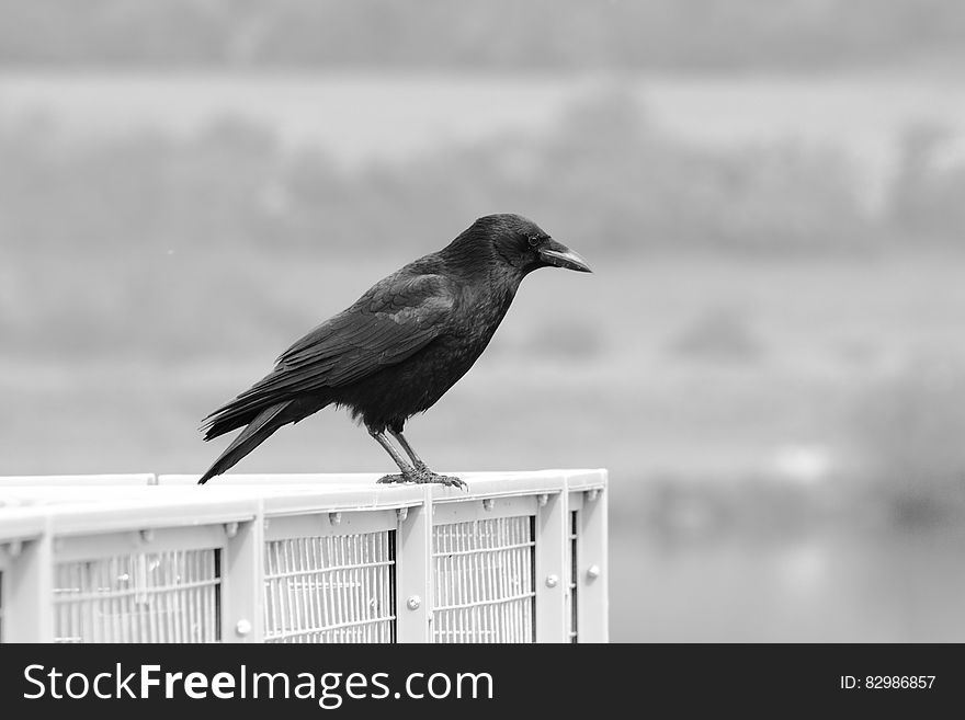 Monochrome side view of black crow on cage outdoors with copy space