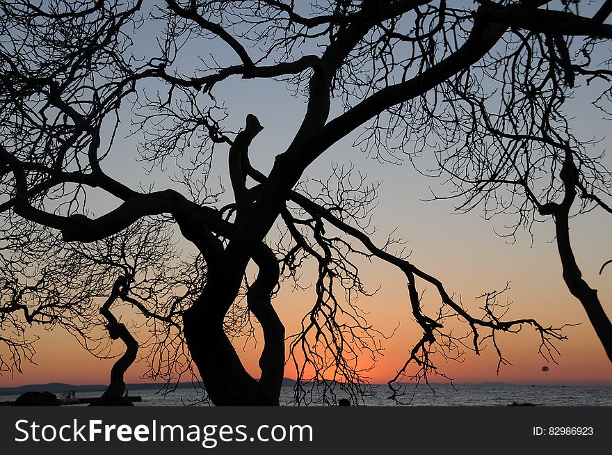 Tree Silhouette At Sunset