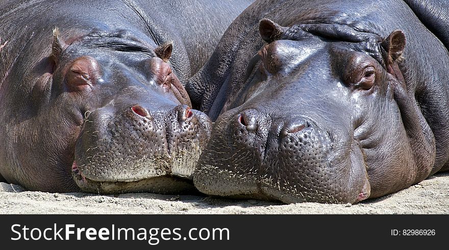 Black Hippopotamus Laying on Ground during Daytime