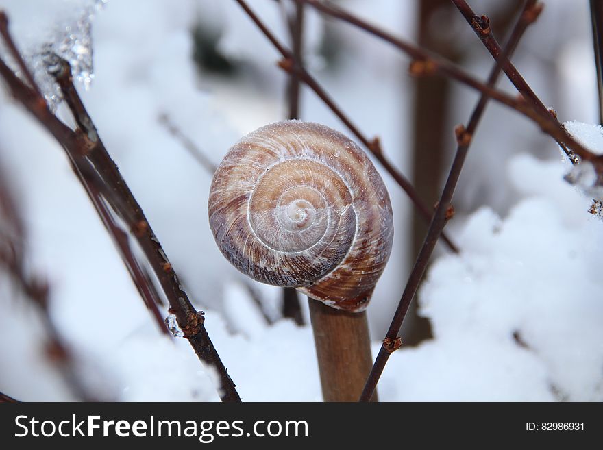 Snail Shell on Brown Tree Branch