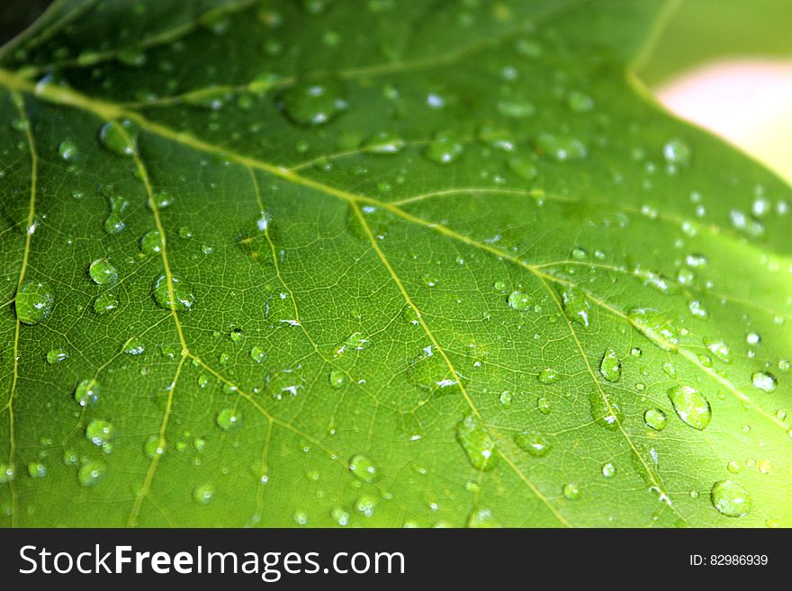 A close up of a green maple leaf with raindrops on it.