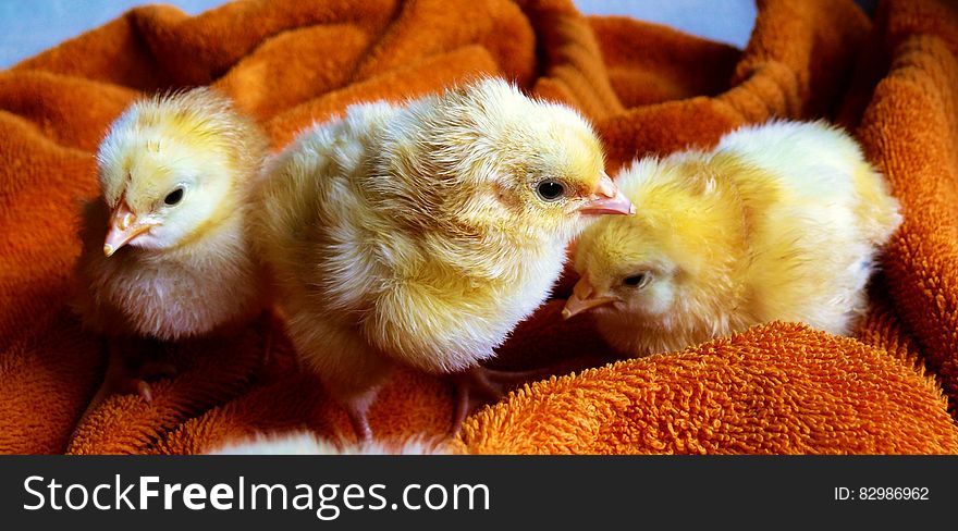 Three cute newborn chicks resting on blanket, Easter scene. Three cute newborn chicks resting on blanket, Easter scene.