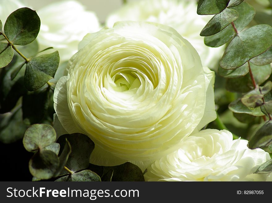 Close up of white buttercup flowers and green leaves.