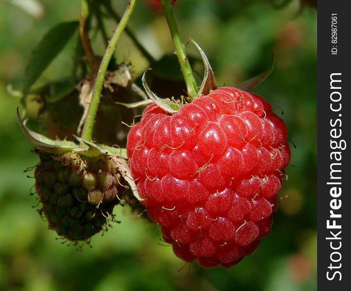 Red Raspberry On The Plant