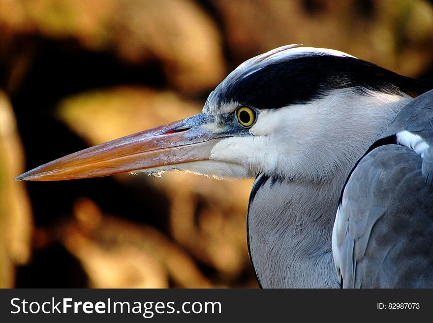 Portrait Of A Heron