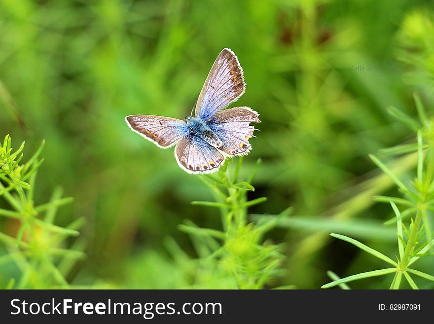 Gray And Blue Butterfly