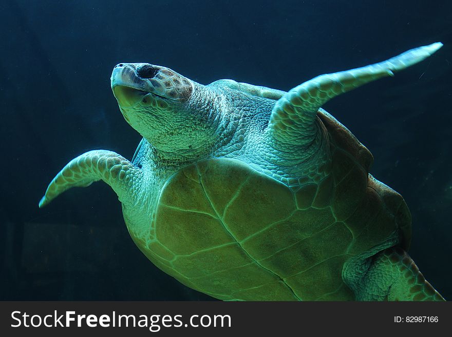 Sea turtle swimming underwater with a green hue. Sea turtle swimming underwater with a green hue.