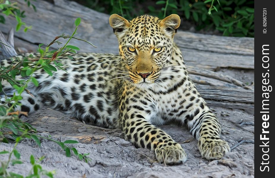 White Yellow And Black Spotted Leopard On Gray Stone During Daytime Near Green Leaves