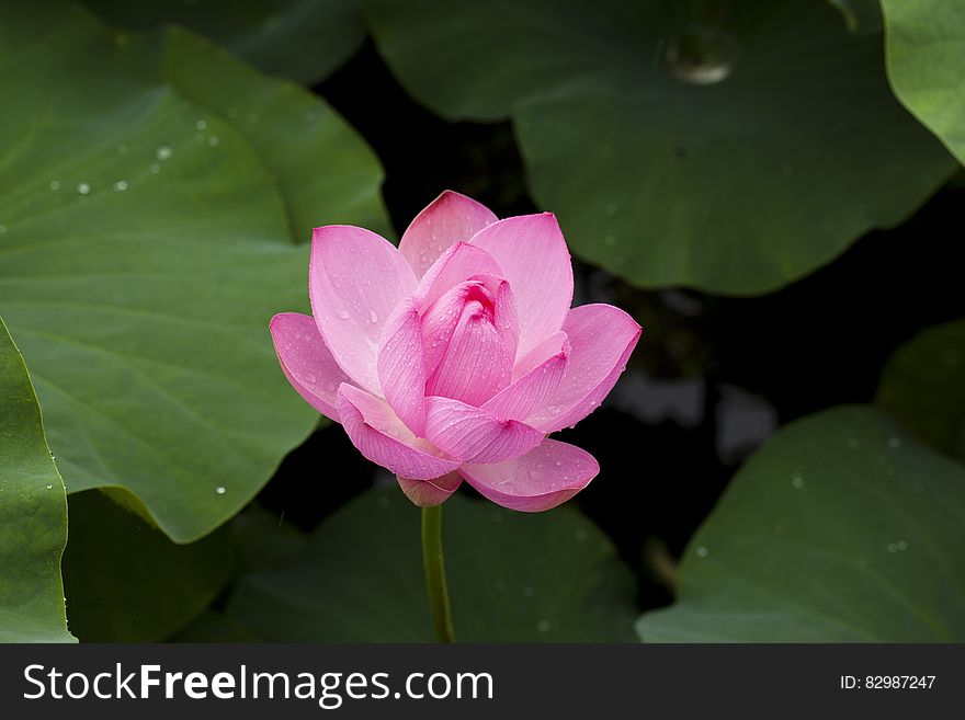 Pink lotus flower on green leaves in pond.