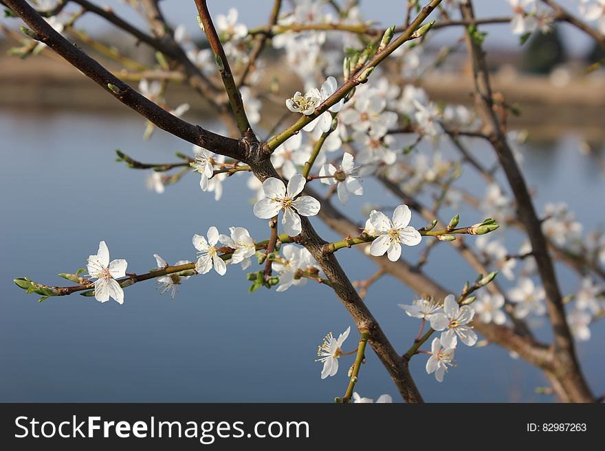 Cherry Blossoms On Tree