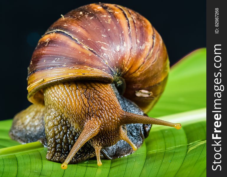 Snail on Leaf