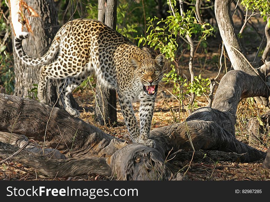 Cheetah Portrait, Botswana