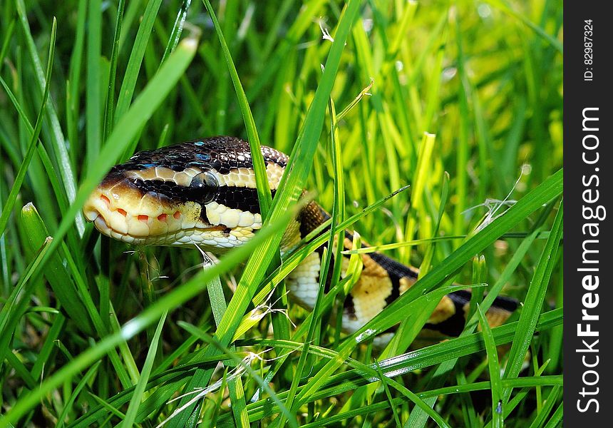Black Yellow Snake on Green Grass