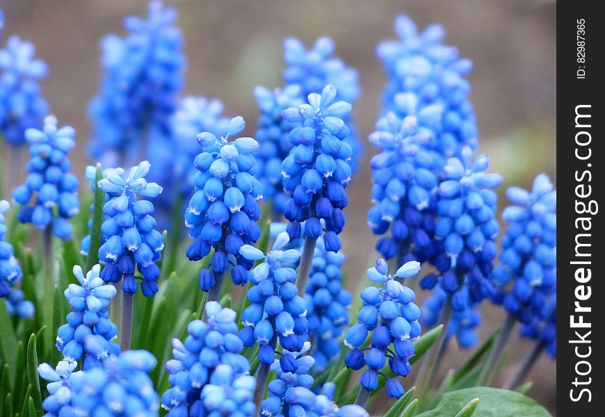 Blue Petaled Flower With Green Leaf