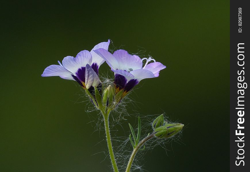 Macrophotography of Purple Petal Flower