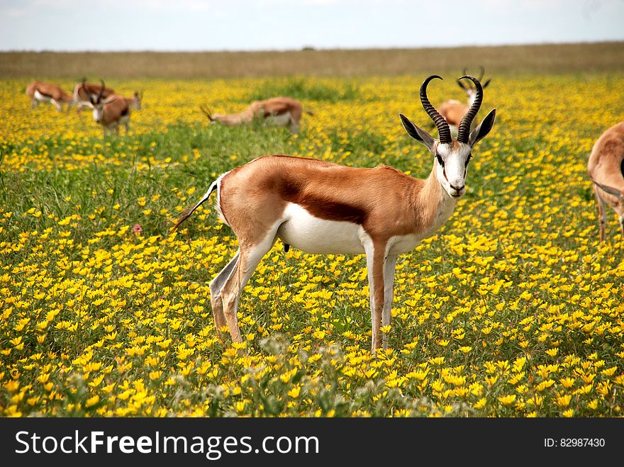Scenic view of springboks stood in yellow flowery meadow. Scenic view of springboks stood in yellow flowery meadow.