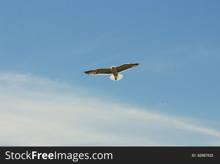 Seagull bird in flight with spread wings, blue sky and clouds in background.