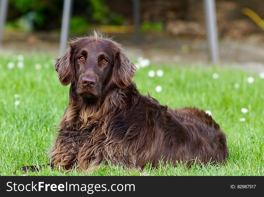 A brown dog lying on green grass.