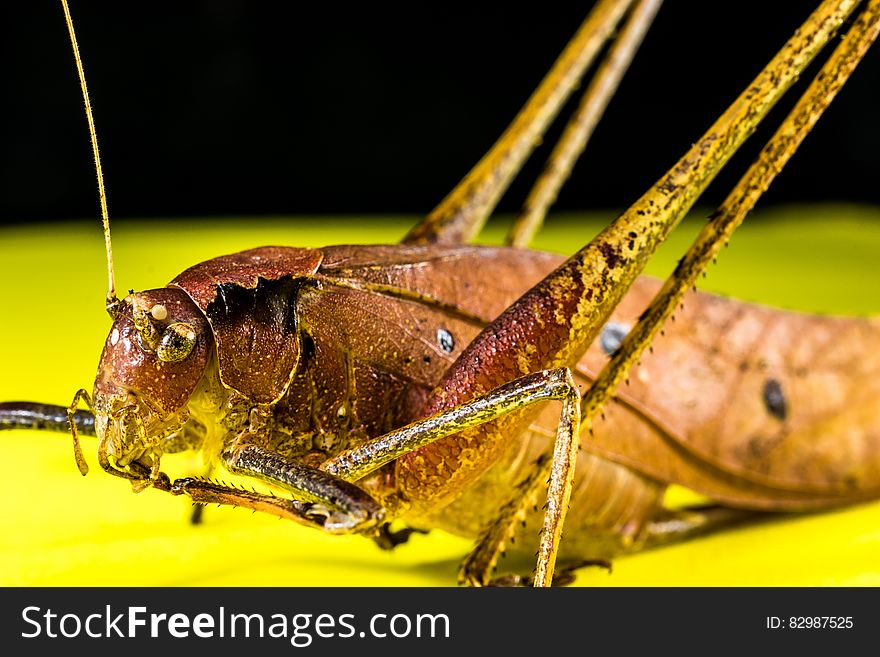 Brown Insect