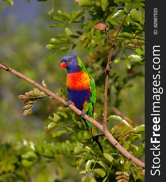 Blue Orange and Green Parrot Resting on Brown Branch