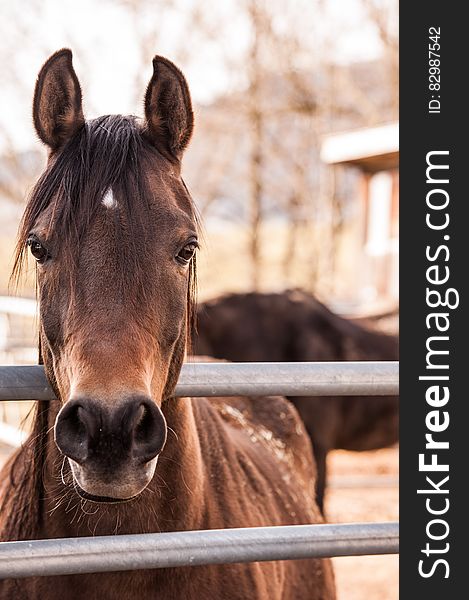 Brown Horse Beside Gray Metal Bar