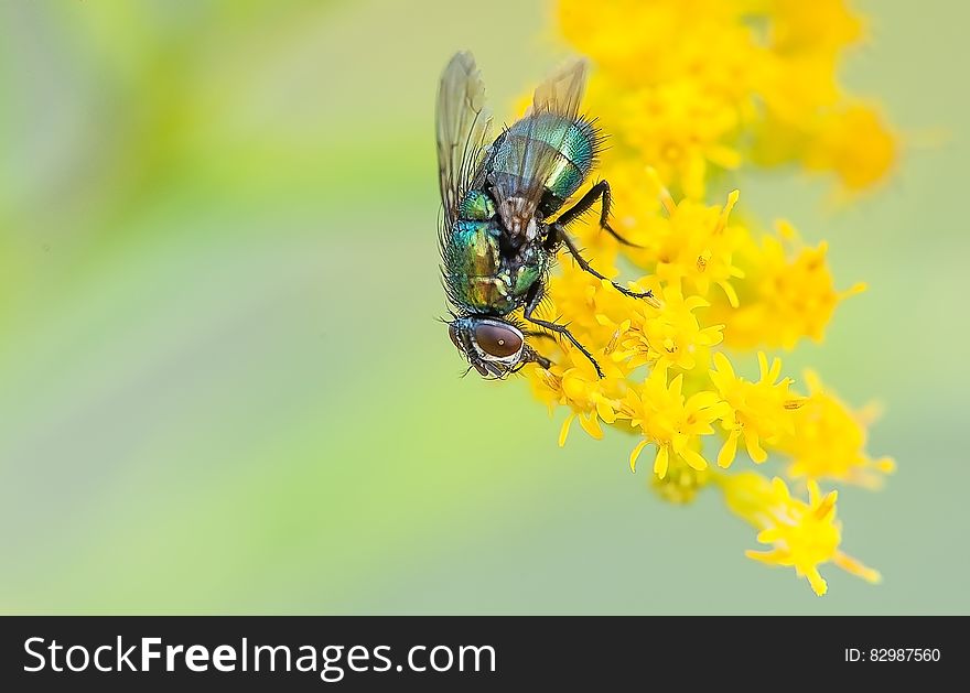 A house fly sitting on an yellow flower. A house fly sitting on an yellow flower.