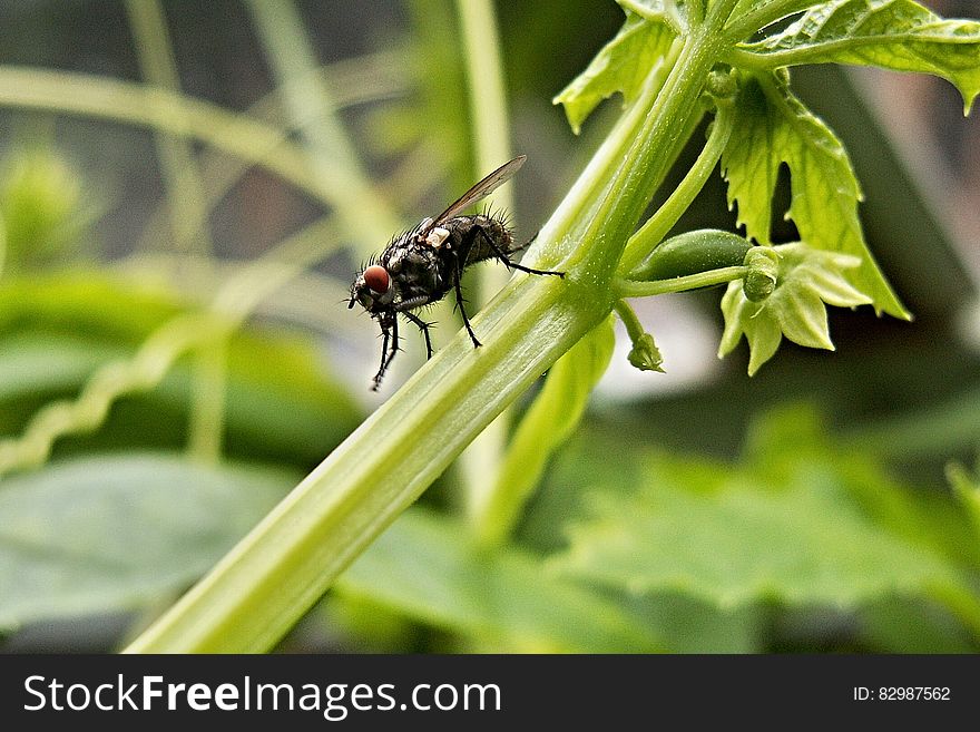 Black Fly on Green Leafy Plant