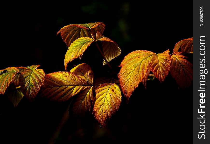 Autumn leaves of a vine or a tree in the sun.