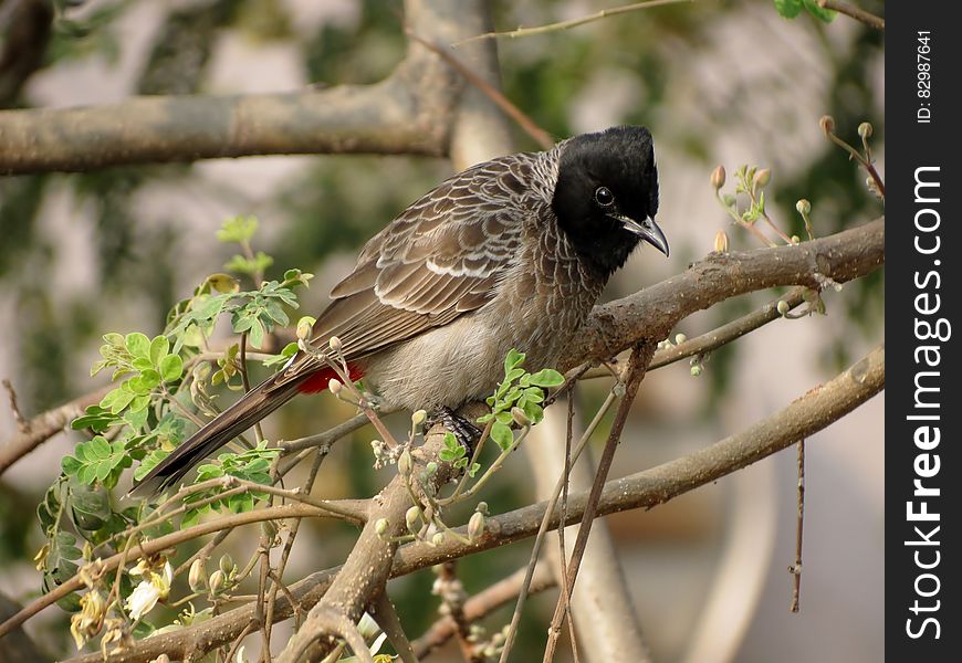 Brown Black Small Beak Bird on Brown Tree Branch during Daytime