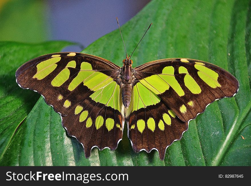 A green Siproeta stelenes (malachite), a neotropical brush-footed butterfly on green leaf. A green Siproeta stelenes (malachite), a neotropical brush-footed butterfly on green leaf.