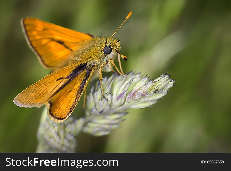 Yellow and Black Moth on Purple and Green Petaled Flower