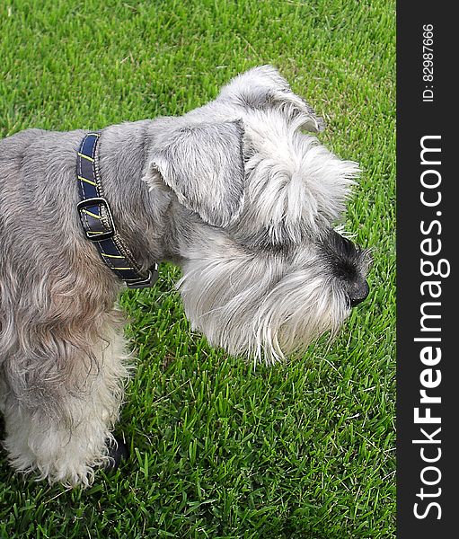 White and Grey Long Coat Dog