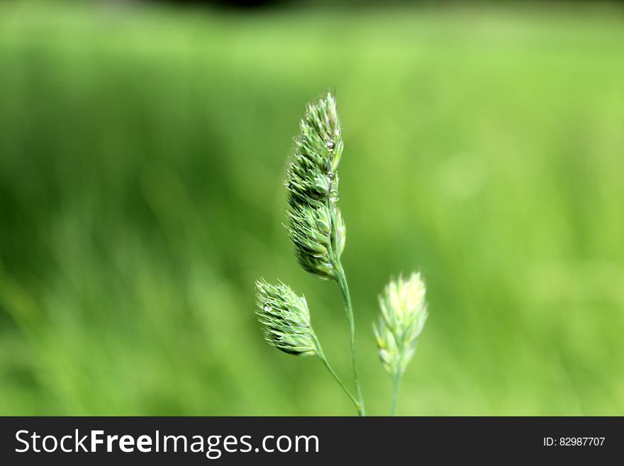 A close up of a stalk of grass. A close up of a stalk of grass.