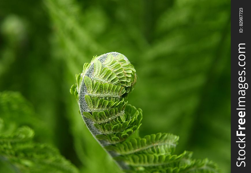 Green Fern Branch Curling