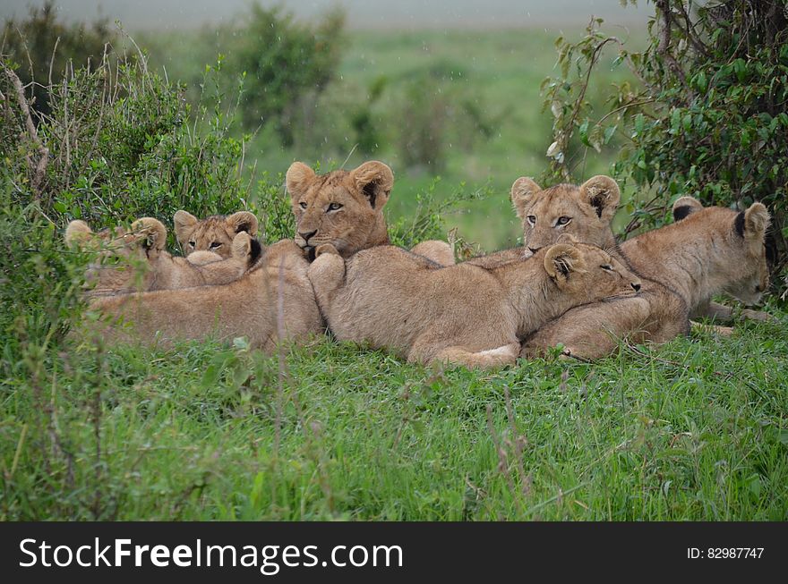 Tan Lionesses on Green Field during Daytime