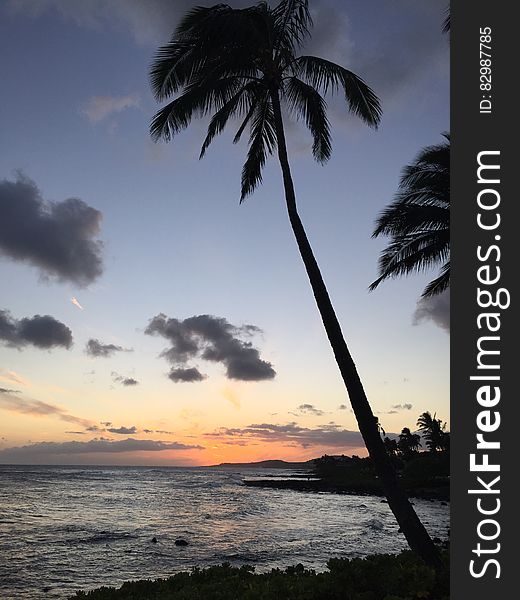 Coconut Palm Tree Near Ocean during Sunrise