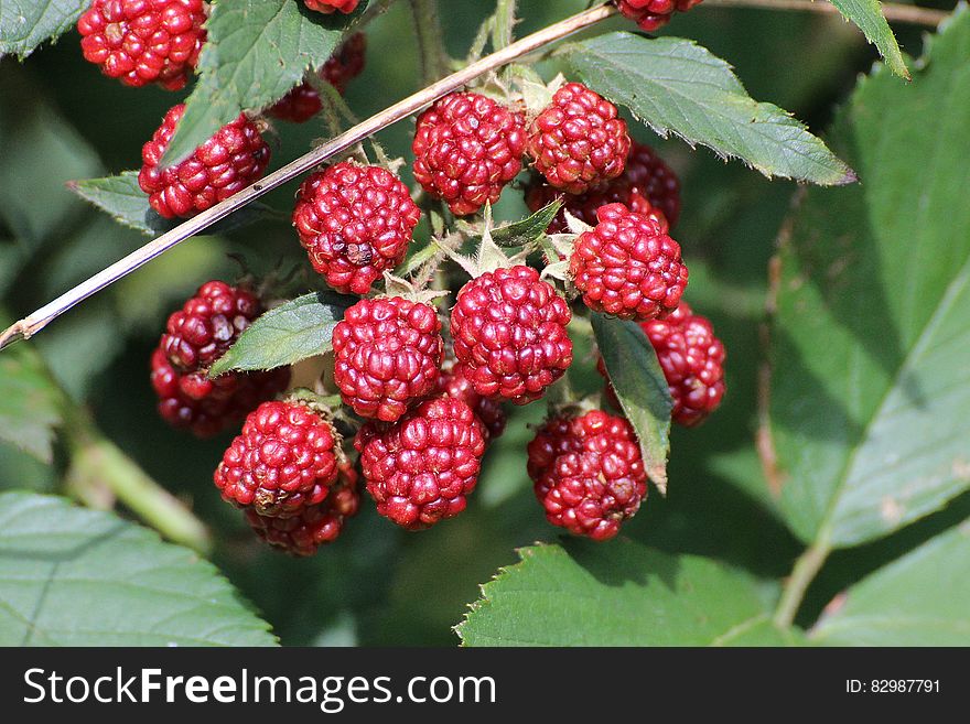 Red Raspberries in Shallow Focus Lens