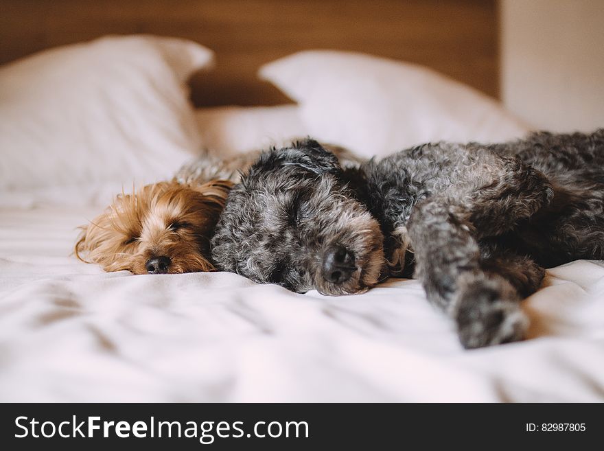 Two Cute Dogs Sleeping On Blanket