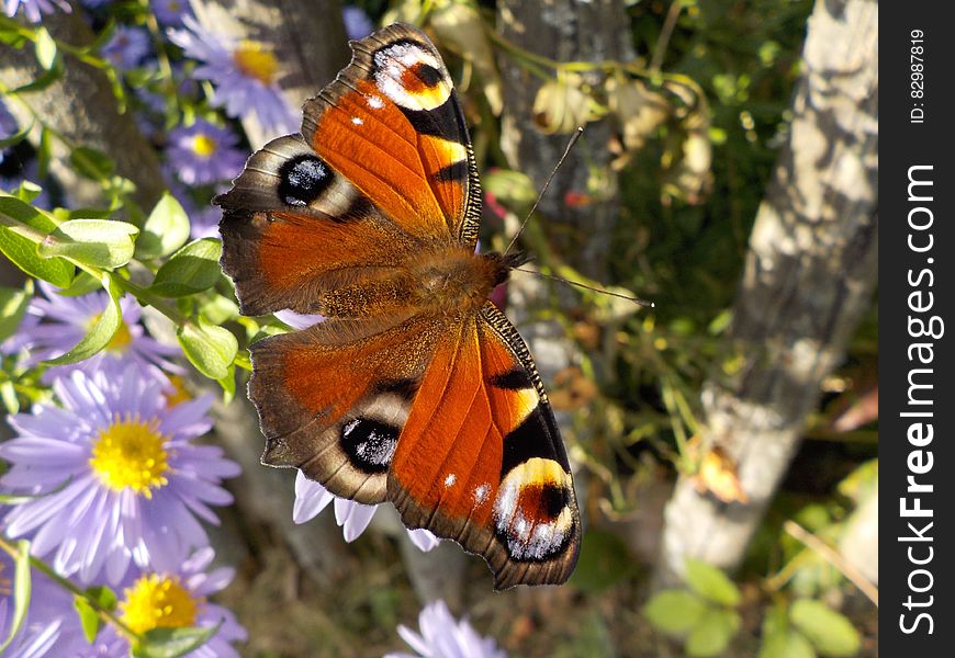 Orange White and Black Butterfly Perched on Flower