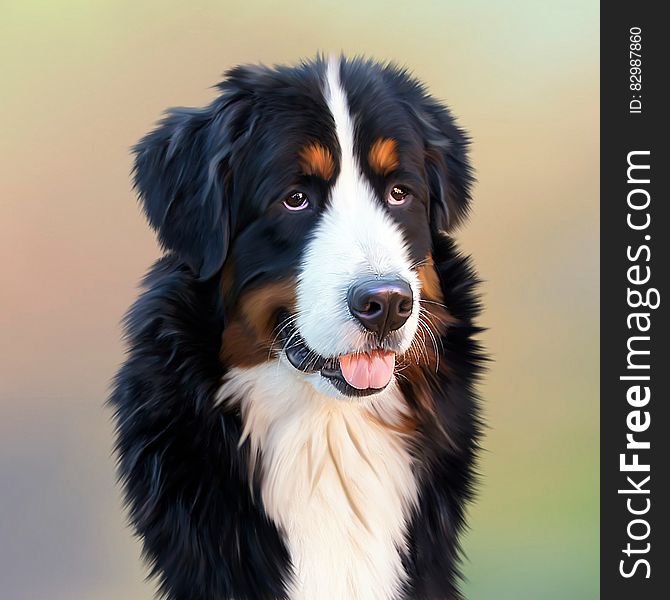 Black And White Long Coat Dog